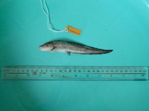  ( - SCSIO-Fish-Z711050)  @13 [ ] Unspecified (default): All Rights Reserved  Unspecified Unspecified