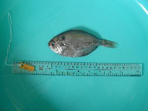  ( - SCSIO-Fish-Z711054)  @13 [ ] Unspecified (default): All Rights Reserved  Unspecified Unspecified