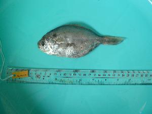  ( - SCSIO-Fish-Z711055)  @11 [ ] Unspecified (default): All Rights Reserved  Unspecified Unspecified