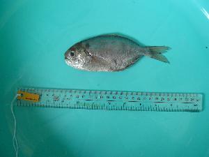  (Psenopsis anomala - SCSIO-Fish-Z711056)  @13 [ ] Unspecified (default): All Rights Reserved  Unspecified Unspecified