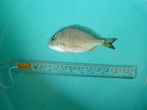  ( - SCSIO-Fish-Z711070)  @11 [ ] Unspecified (default): All Rights Reserved  Unspecified Unspecified