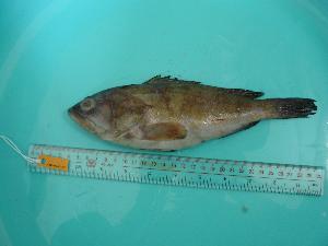  ( - SCSIO-Fish-Z711077)  @13 [ ] Unspecified (default): All Rights Reserved  Unspecified Unspecified