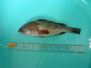  ( - SCSIO-Fish-Z711078)  @12 [ ] Unspecified (default): All Rights Reserved  Unspecified Unspecified