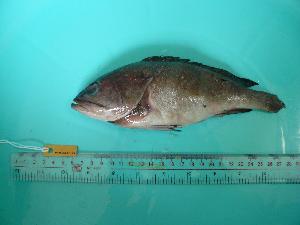  (Epinephelus sp - SCSIO-Fish-Z711079)  @13 [ ] Unspecified (default): All Rights Reserved  Unspecified Unspecified