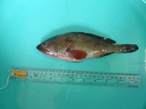  ( - SCSIO-Fish-Z711081)  @12 [ ] Unspecified (default): All Rights Reserved  Unspecified Unspecified