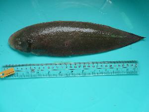  (Cynoglossus itinus - SCSIO-Fish-Z711088)  @13 [ ] Unspecified (default): All Rights Reserved  Unspecified Unspecified
