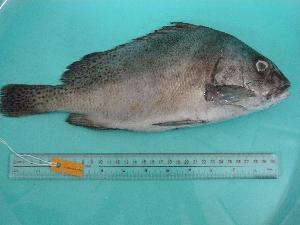  ( - SCSIO-Fish-Z711096)  @14 [ ] Unspecified (default): All Rights Reserved  Unspecified Unspecified