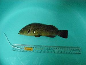  ( - SCSIO-Fish-Z711106)  @13 [ ] Unspecified (default): All Rights Reserved  Unspecified Unspecified
