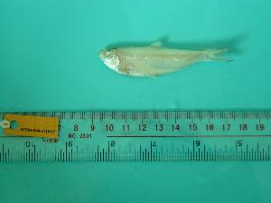  ( - SCSIO-Fish-Z711107)  @12 [ ] Unspecified (default): All Rights Reserved  Unspecified Unspecified