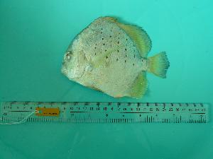  ( - SCSIO-Fish-Z711133)  @11 [ ] Unspecified (default): All Rights Reserved  Unspecified Unspecified