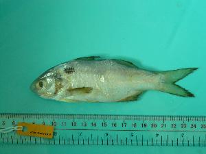  ( - SCSIO-Fish-Z711151)  @12 [ ] Unspecified (default): All Rights Reserved  Unspecified Unspecified