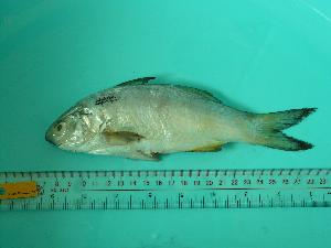  ( - SCSIO-Fish-Z711152)  @12 [ ] Unspecified (default): All Rights Reserved  Unspecified Unspecified