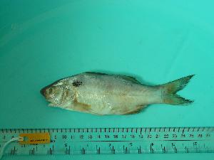  ( - SCSIO-Fish-Z711153)  @13 [ ] Unspecified (default): All Rights Reserved  Unspecified Unspecified