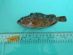  ( - SCSIO-Fish-Z711177)  @13 [ ] Unspecified (default): All Rights Reserved  Unspecified Unspecified