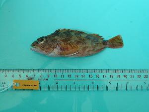  ( - SCSIO-Fish-Z711178)  @13 [ ] Unspecified (default): All Rights Reserved  Unspecified Unspecified