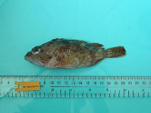  ( - SCSIO-Fish-Z711179)  @12 [ ] Unspecified (default): All Rights Reserved  Unspecified Unspecified