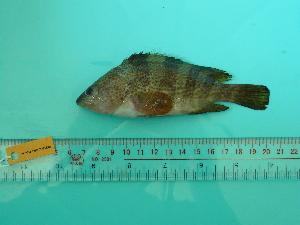  ( - SCSIO-Fish-Z711180)  @12 [ ] Unspecified (default): All Rights Reserved  Unspecified Unspecified