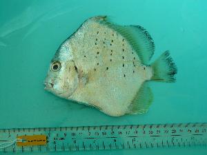  (Drepaneidae - SCSIO-Fish-Z711181)  @15 [ ] Unspecified (default): All Rights Reserved  Unspecified Unspecified
