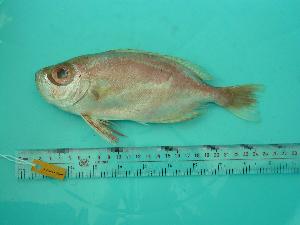 ( - SCSIO-Fish-Z711199)  @12 [ ] Unspecified (default): All Rights Reserved  Unspecified Unspecified
