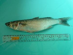  ( - SCSIO-Fish-Z711228)  @13 [ ] Unspecified (default): All Rights Reserved  Unspecified Unspecified