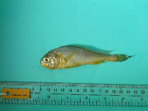  (Larimichthys crocea - SCSIO-Fish-Z711271)  @14 [ ] Unspecified (default): All Rights Reserved  Unspecified Unspecified