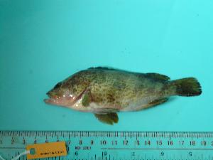  ( - SCSIO-Fish-Z711274)  @12 [ ] Unspecified (default): All Rights Reserved  Unspecified Unspecified