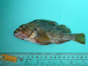  ( - SCSIO-Fish-Z711275)  @12 [ ] Unspecified (default): All Rights Reserved  Unspecified Unspecified