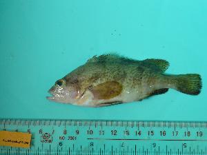  ( - SCSIO-Fish-Z711276)  @13 [ ] Unspecified (default): All Rights Reserved  Unspecified Unspecified
