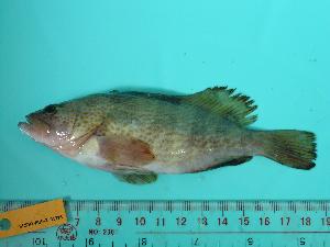  ( - SCSIO-Fish-Z711278)  @12 [ ] Unspecified (default): All Rights Reserved  Unspecified Unspecified