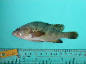  (Epinephelus sexfasciatus - SCSIO-Fish-Z711279)  @13 [ ] Unspecified (default): All Rights Reserved  Unspecified Unspecified