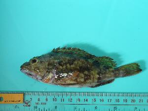  (Sebastiscus marmoratus - SCSIO-Fish-Z711280)  @13 [ ] Unspecified (default): All Rights Reserved  Unspecified Unspecified