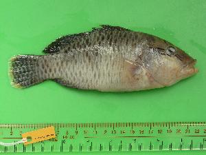  ( - SCSIO-Fish-Z711288)  @14 [ ] Unspecified (default): All Rights Reserved  Unspecified Unspecified