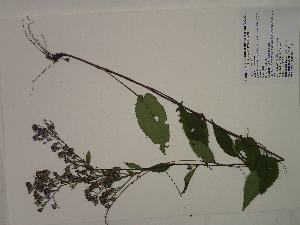  (Symphyotrichum urophyllum - SEBB-1341)  @11 [ ] Copyright (2012) John Barone Columbus State University
