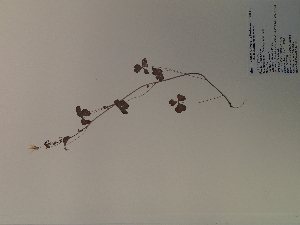  (Oxalis grandis - SEBB-184)  @11 [ ] Copyright (2012) John Barone Columbus State University