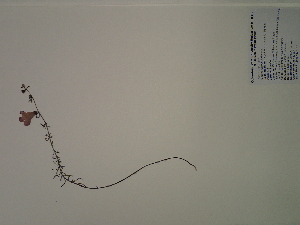  (Agalinis fasciculata - SEBB-1318)  @11 [ ] Copyright (2012) John Barone Columbus State University