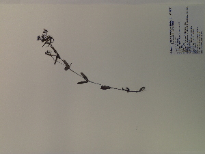  (Houstonia purpurea - SEBB-972)  @11 [ ] Copyright (2012) John Barone Columbus State University