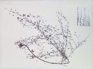  (Agalinis obtusifolia - SEBB-150)  @11 [ ] Copyright (2012) John Barone Columbus State University