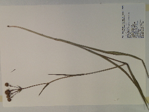  (Eryngium yuccifolium - SEBB-1026)  @11 [ ] Copyright (2010) John Barone Columbus State University