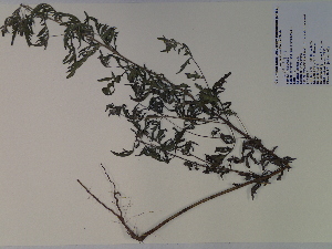  (Ambrosia artemisiifolia - SEBB-622)  @13 [ ] Copyright (2010) John Barone Columbus State University