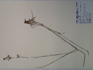  (Rhynchospora globularis - SEBB-739)  @11 [ ] Copyright (2012) John Barone Columbus State University