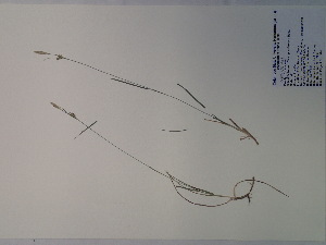  (Carex gracilescens - SEBB-994)  @11 [ ] Copyright (2012) John Barone Columbus State University