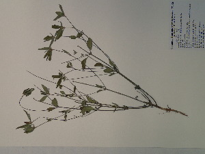  (Euphorbia dentata - SEBB-1238)  @11 [ ] Copyright (2012) John Barone Columbus State University