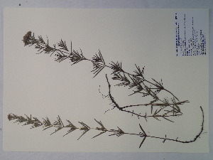  (Pycnanthemum tenuifolium - SEBB-414)  @11 [ ] Copyright (2012) John Barone Columbus State University