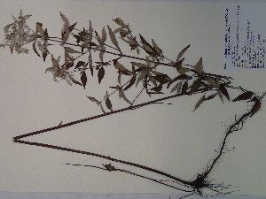  (Pycnanthemum albescens - SEBB-435)  @11 [ ] Copyright (2012) John Barone Columbus State University