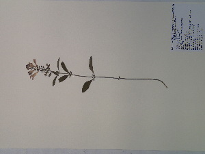  (Scutellaria integrifolia - SEBB-417)  @11 [ ] Copyright (2012) John Barone Columbus State University