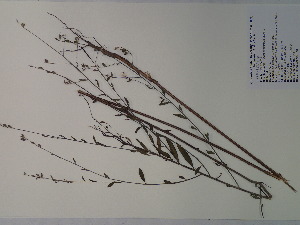  (Gaura angustifolia - SEBB-1135)  @11 [ ] Copyright (2012) John Barone Columbus State University