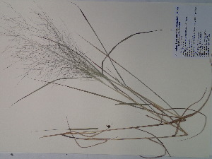 (Eragrostis capillaris - SEBB-697)  @11 [ ] Copyright (2012) John Barone Columbus State University