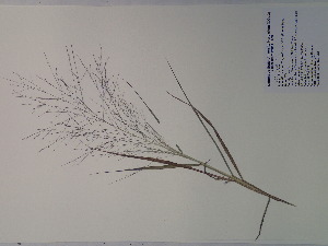  (Eragrostis spectabilis - SEBB-781)  @11 [ ] Copyright (2012) John Barone Columbus State University