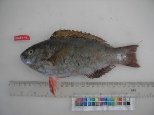  (Scarus psittacus - F024-2)  @14 [ ] Copyright (2010) Mauritius Oceanography Institute Mauritius Oceanography Institute