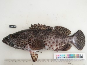  (Epinephelus tauvina - F047-1)  @13 [ ] Unspecified (default): All Rights Reserved  Unspecified Unspecified